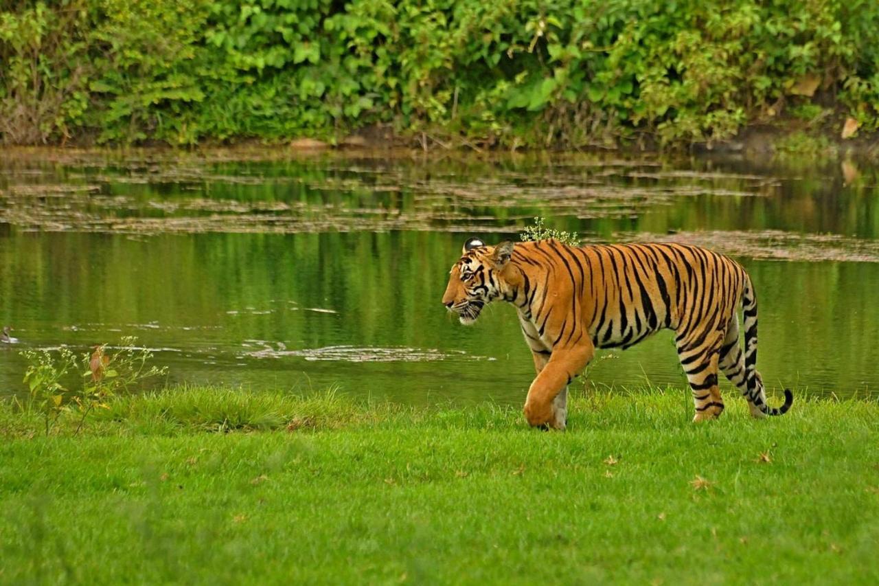 Jungle Trailz Kabini Bed & Breakfast Sargur Eksteriør bilde